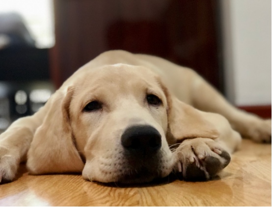 狗狗换新环境不拉不尿怎么办?应激反应处理方法 狗狗换新环境不拉不尿怎么办?应激反应处理方法