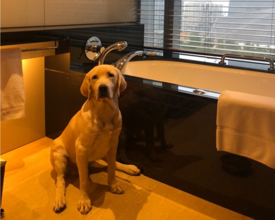 狗狗换新环境不拉不尿怎么办?应激反应处理方法 狗狗换新环境不拉不尿怎么办?应激反应处理方法