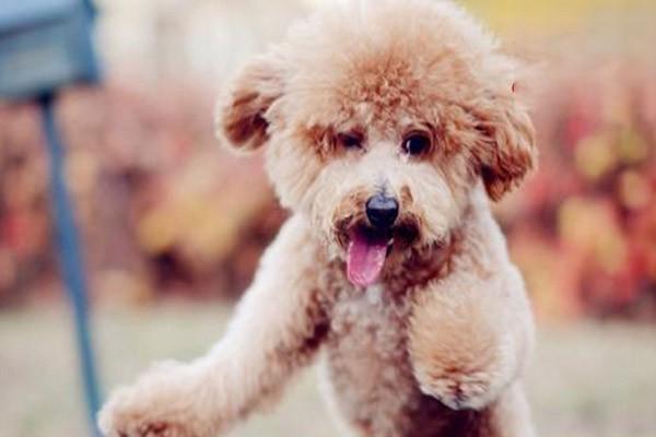 犬猫幼仔脑垂体功能不全症状与治疗 犬猫幼仔脑垂体功能不全症状与治疗