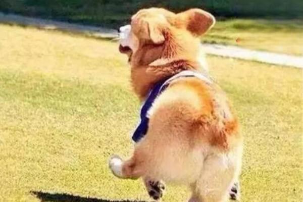 犬猫肩胛上神经麻痹症状与治疗