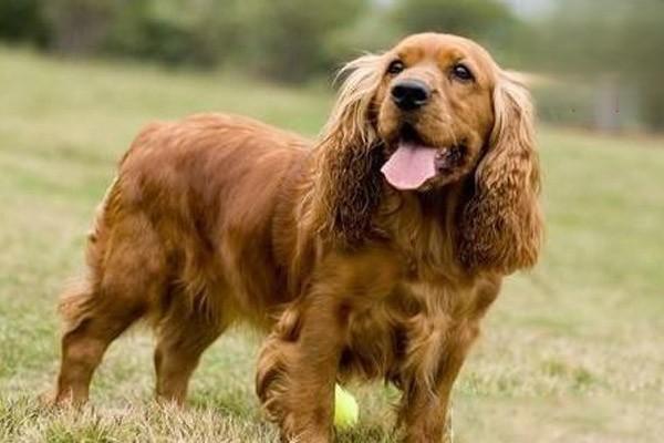 犬猫舌下神经麻痹症状与治疗 犬猫舌下神经麻痹症状与治疗