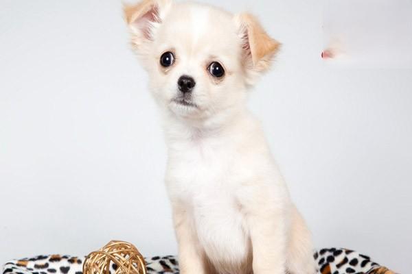 犬猫三叉神经麻痹的成因与治疗方案 犬猫三叉神经麻痹的成因与治疗方案