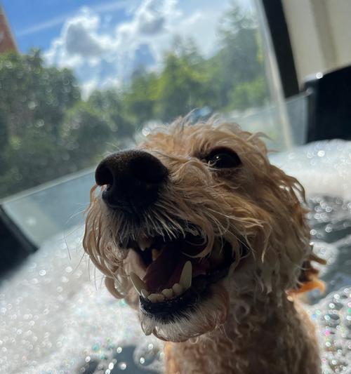 贵宾狗眼睛睁眼时间及发育全解析