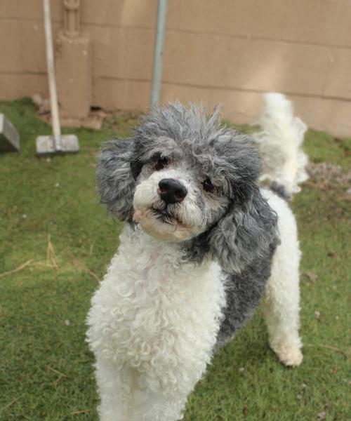 贵宾狗眼睛睁眼时间及发育全解析