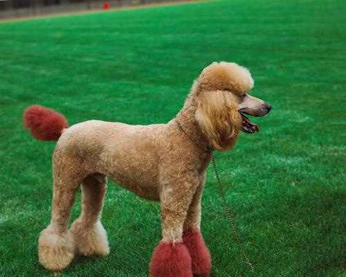 贵宾狗眼睛睁眼时间及发育全解析