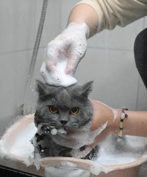 宠物猫狗洗澡频率与正确方法指南 宠物猫狗洗澡频率与正确方法指南