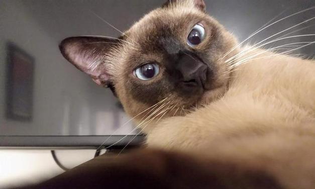 暹罗猫呕吐食物的常见原因与解决方法