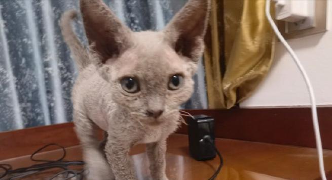 德文卷毛猫生育周期全攻略