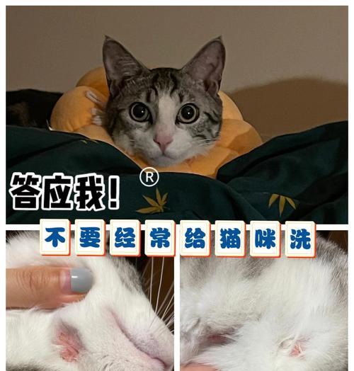 宠物猫狗洗澡频率与正确方法指南 宠物猫狗洗澡频率与正确方法指南
