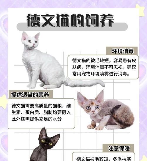 德文卷毛猫生育周期全攻略