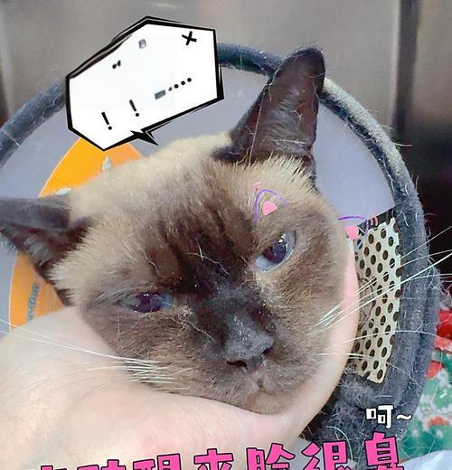 暹罗猫呕吐食物的常见原因与解决方法