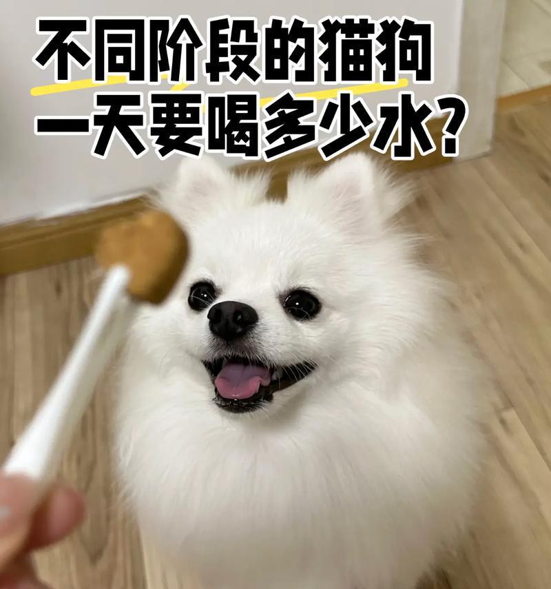 宠物猫狗洗澡频率与正确方法指南 宠物猫狗洗澡频率与正确方法指南