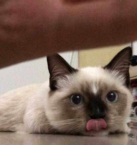 暹罗猫呕吐食物的常见原因与解决方法