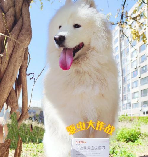 7个月萨摩耶体外驱虫全攻略 7个月萨摩耶体外驱虫全攻略