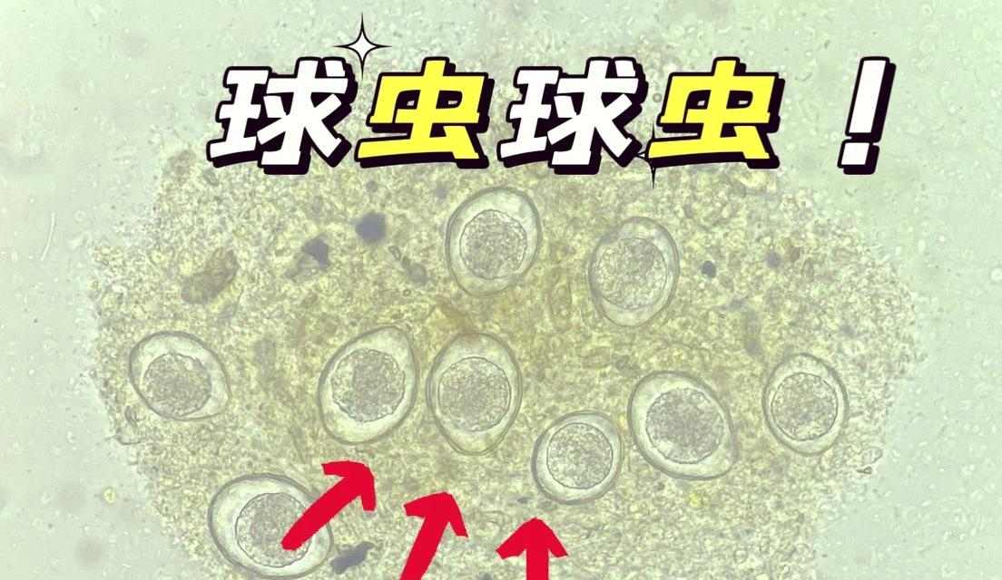 犬球虫病治疗周期及影响因素详解
