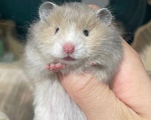 仓鼠长毛周期全解析与护理技巧 仓鼠长毛周期全解析与护理技巧