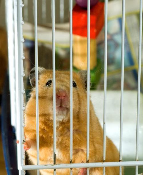 仓鼠长毛周期全解析与护理技巧 仓鼠长毛周期全解析与护理技巧