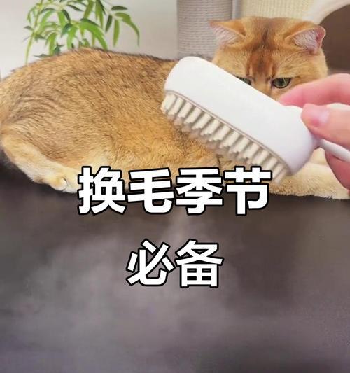 春季宠物换毛护理全攻略