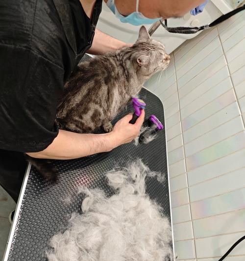 春季宠物换毛护理全攻略