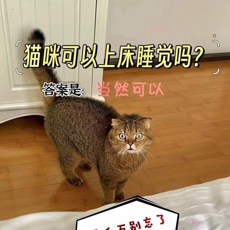 训练猫咪不上床的15个实用方法 训练猫咪不上床的15个实用方法