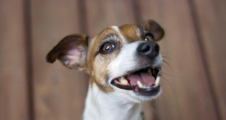 狗狗眼屎增多原因及解决方法