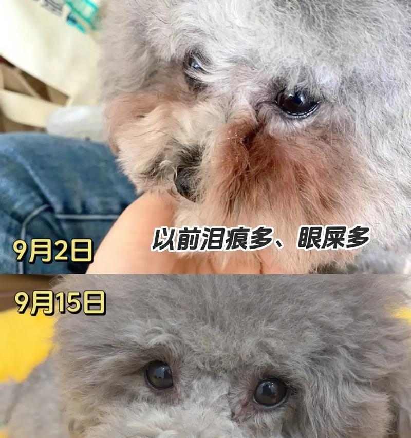 狗狗眼屎增多原因及解决方法