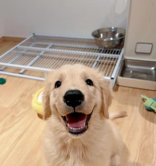 狗狗眼屎增多原因及解决方法