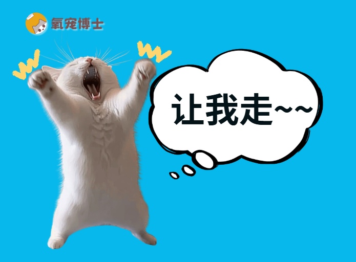 猫咪总想跑出去的原因和解决办法 猫咪总想跑出去的原因和解决办法