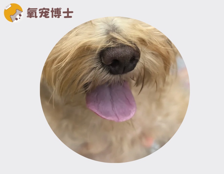 狗狗舌头变紫色原因及健康警示 狗狗舌头变紫色原因及健康警示