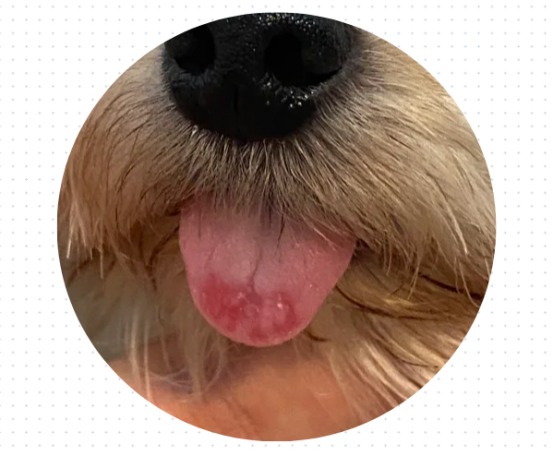 狗狗舌头变紫色原因及健康警示 狗狗舌头变紫色原因及健康警示