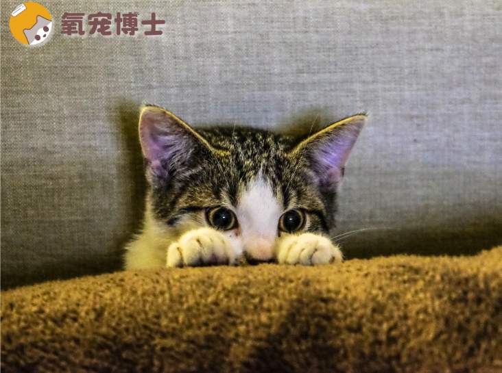 猫咪搬家应激反应处理方法 猫咪搬家应激反应处理方法