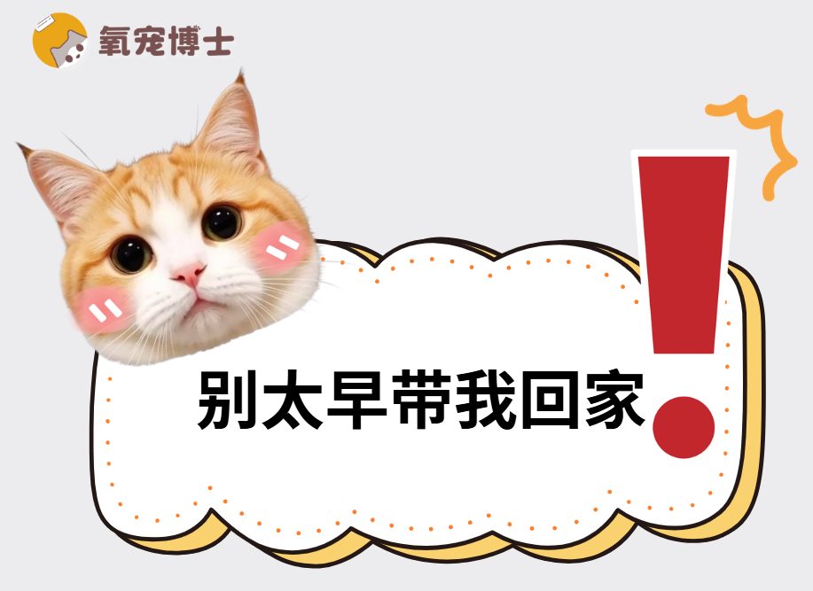 小猫多大带回家最合适?12-16周龄是黄金期 小猫多大带回家最合适?12-16周龄是黄金期