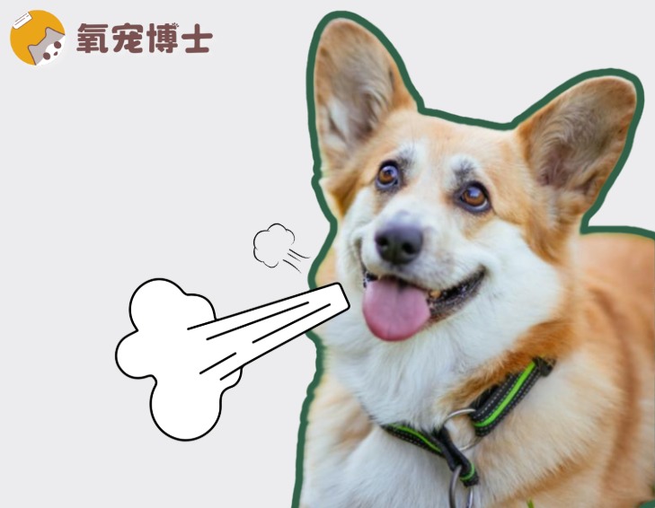 老年犬呼吸急促可能是心肺疾病信号