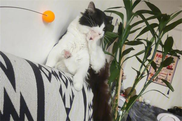 猫咪有时间观念吗？揭秘生物钟与作息规律