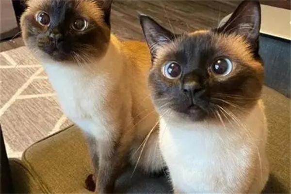 8个方法让猫咪感受到你的爱 8个方法让猫咪感受到你的爱