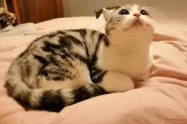 犬猫脊髓挫伤及脊髓震荡 犬猫脊髓挫伤及脊髓震荡