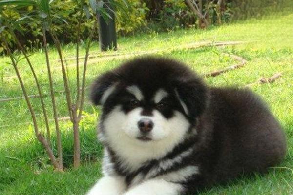 犬猫舞蹈病 犬猫舞蹈病