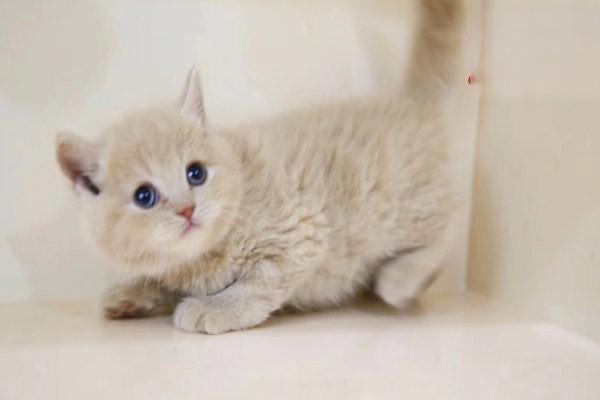 犬猫脊髓受压 犬猫脊髓受压