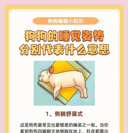 40天的狗睡眠时间（了解幼犬的睡眠需求，帮助它们成长）