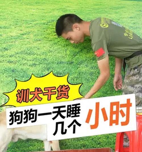 40天的狗睡眠时间（了解幼犬的睡眠需求，帮助它们成长）