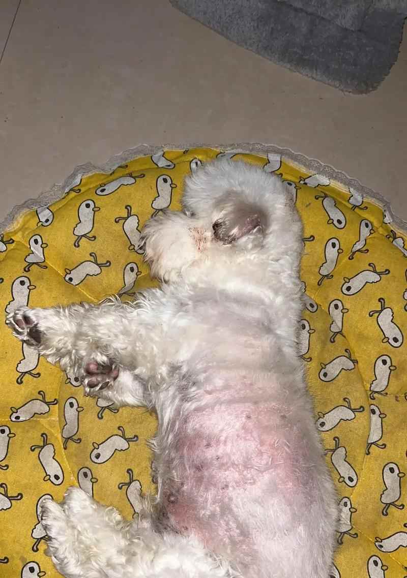 狗狗外伤结痂需要多长时间？影响伤口愈合的关键因素详解