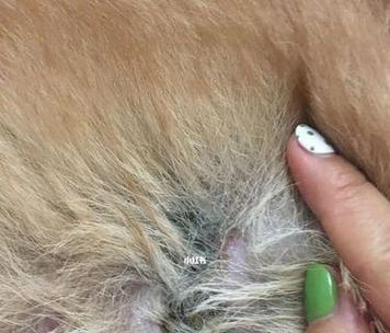 狗狗外伤结痂需要多长时间？影响伤口愈合的关键因素详解