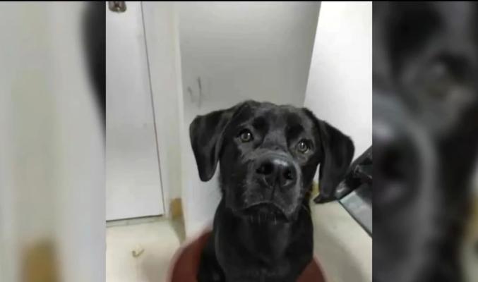 拉布拉多价格下降,养她的人却不增加(探究拉布拉多市场供需的变化与人们购买行为的影响) 拉布拉多价格下降,养她的人却不增加(探究拉布拉多市场供需的变化与人们购买行为的影响)