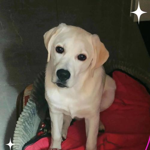 拉布拉多价格下降,养她的人却不增加(探究拉布拉多市场供需的变化与人们购买行为的影响) 拉布拉多价格下降,养她的人却不增加(探究拉布拉多市场供需的变化与人们购买行为的影响)