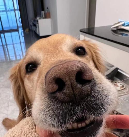 金毛犬的寿命及关键因素(了解金毛犬寿命的关键要素,让它们健康长寿) 金毛犬的寿命及关键因素(了解金毛犬寿命的关键要素,让它们健康长寿)