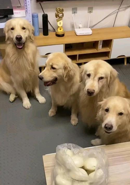 金毛犬的寿命及关键因素(了解金毛犬寿命的关键要素,让它们健康长寿) 金毛犬的寿命及关键因素(了解金毛犬寿命的关键要素,让它们健康长寿)