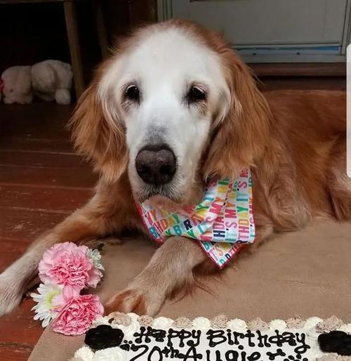 金毛犬的寿命及关键因素(了解金毛犬寿命的关键要素,让它们健康长寿) 金毛犬的寿命及关键因素(了解金毛犬寿命的关键要素,让它们健康长寿)