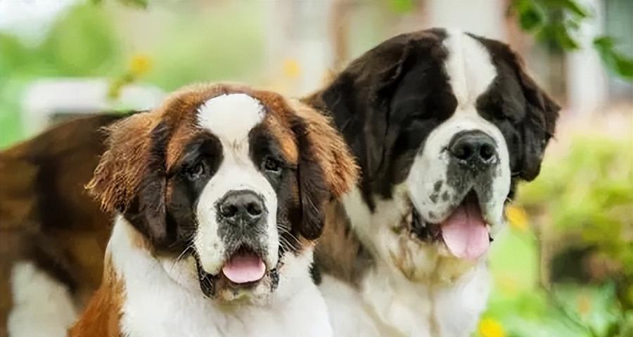 探讨不掉毛大型犬的特征和养护方法 探讨不掉毛大型犬的特征和养护方法