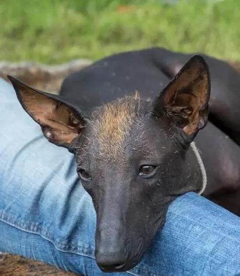 探讨不掉毛大型犬的特征和养护方法 探讨不掉毛大型犬的特征和养护方法