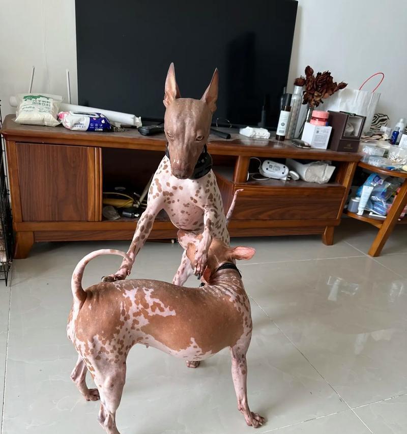 探讨不掉毛大型犬的特征和养护方法 探讨不掉毛大型犬的特征和养护方法